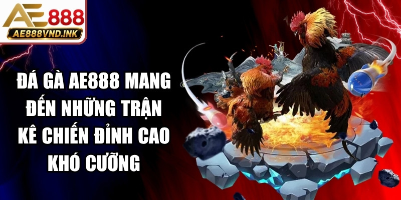 Đá gà AE888 mang đến những trận kê chiến đỉnh cao khó cưỡng