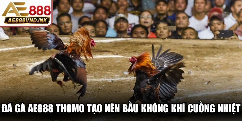 Đá gà AE888 Thomo tạo nên bầu không khí cuồng nhiệt náo nhiệt