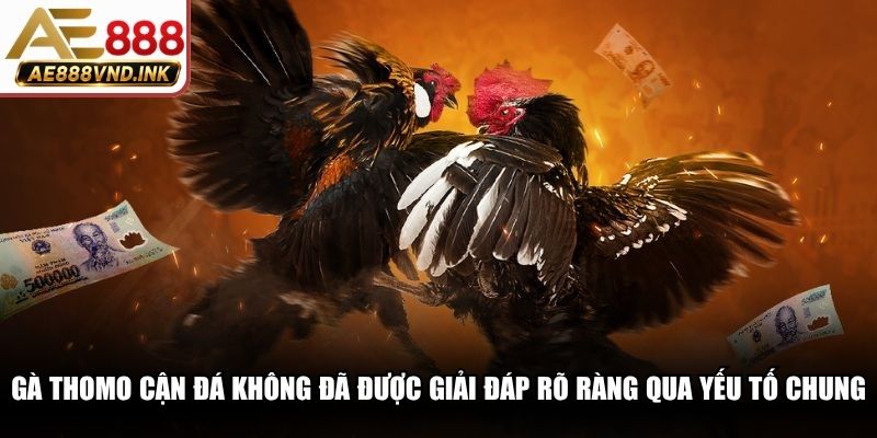 Gà Thomo còn đá không đã được giải đáp rõ ràng qua các yếu tố chung