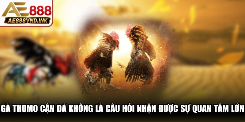 Gà Thomo còn đá không là câu hỏi nhận được sự quan tâm lớn
