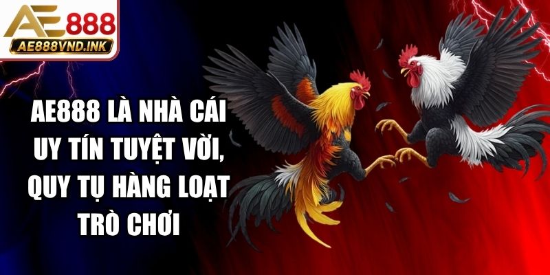 Gà Thomo Còn Đá Không