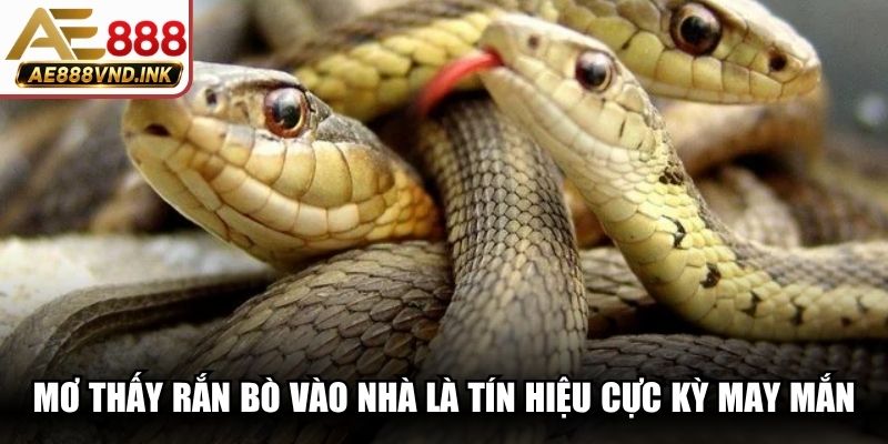 Nằm mơ thấy rắn bò vào nhà là tín hiệu cực kỳ may mắn cho bạn