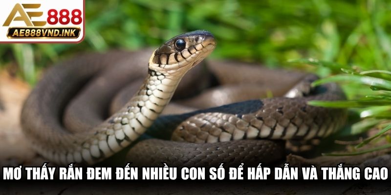 Nằm mơ thấy rắn đem đến nhiều con số đề hấp dẫn và thắng cao