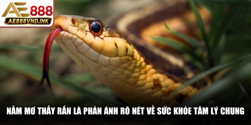 Nằm mơ thấy rắn là phản ánh rõ nét về sức khỏe tâm lý chung