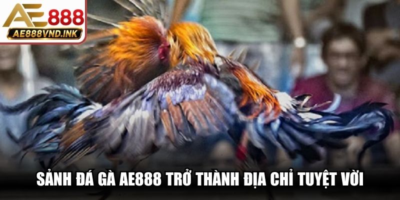 Sảnh đá gà AE888 trở thành địa chỉ tuyệt vời với cơ hội thưởng cao
