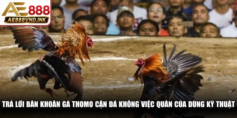 Trả lời băn khoăn gà Thomo còn đá không việc quấn cựa đúng kỹ thuật
